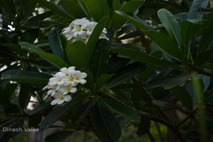 Plumeria obtusa